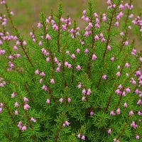 Erica carnea