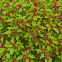 Euonymus alatus