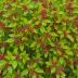 Euonymus alatus
