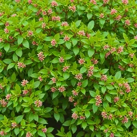 Euonymus japonicus