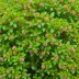 Euonymus japonicus