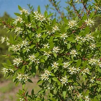 Elaeagnus pungens