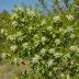 Elaeagnus pungens