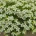 Exochorda x macrantha