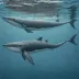Eden's Whale