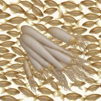 European Common Squid (Loligo vulgaris)