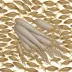 European Common Squid (Loligo vulgaris)