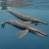 Eastern North Pacific Gray Whale