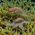 Euprymna albatrossae