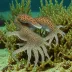 Euprymna stenodactyla