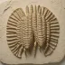 Elrathia kingii