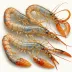 Eastern King Prawn