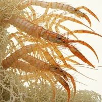 Endeavour Prawn