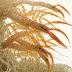 Endeavour Prawn