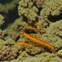 Elegant Rockpool Shrimp