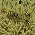 Elegant Bumble Bee Shrimp