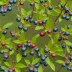 Evergreen Huckleberry (Vaccinium ovatum)