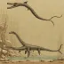Elasmosaurus platyurus