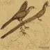 Epidexipteryx hui