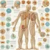 Encyclopedia of Endocrine Diseases