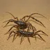 Euscorpius aquilejensis