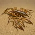 Euscorpius candiota