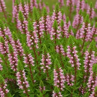 Erica versicolor