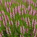 Erica versicolor