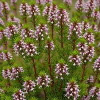 Erica regia