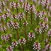 Erica regia