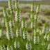Erica perspicua