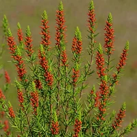 Erica coccinea