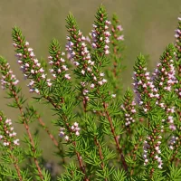 Erica discolor