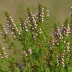 Erica discolor