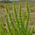 Erica caffra