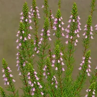 Erica curviflora