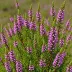 Erica fastigiata