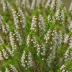 Erica formosa