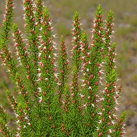 Erica glandulosa