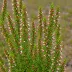 Erica glandulosa