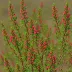 Erica abietina