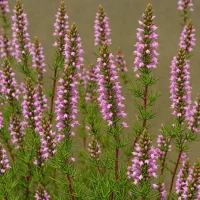 Erica ampullacea