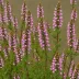 Erica ampullacea