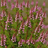 Erica haematocodon