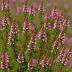 Erica haematocodon