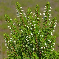 Erica imbricata