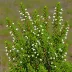 Erica imbricata
