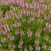 Erica melanthera