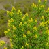 Erica patersonia