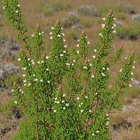 Erica pillansii